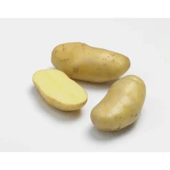 10 plants de pommes de terre delikatesse bio calibre 25 à 32