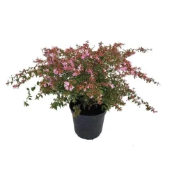 ABELIA EDWARD GOUCHER.C 5