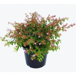 ABELIA EDWARD GOUCHER.C 5