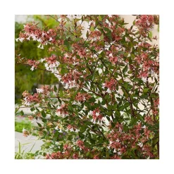 Abelia Grandiflora