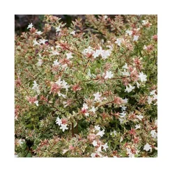 Abelia Grandiflora Confetti pot 3 L