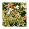 Abelia Grandiflora Kaleidoscope en pot de 5 litres
