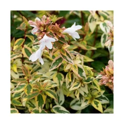 Abelia Grandiflora Kaleidoscope en pot de 5 litres