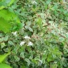 Abelia Grandiflora Kaléidoscope – 3L