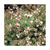 Abelia Grandiflora sparkling silver en pot de 3 litres
