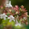 Abélia Floribunda rose. Le pot de 5 litres