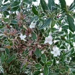 Abélia Grandiflora Conti blanc. Le pot de 5 litres