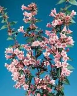 Abélia Grandiflora Edward Goucher rose. Le pot de 7 litres