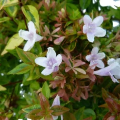 Abélia Grandiflora Edward Goucher rose. Le pot de 10 litres