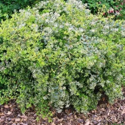 Abélia Grandiflora Hopleys blanc. Le pot de 8 litres