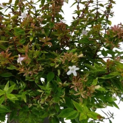 Abélia Grandiflora Kaleidoscope. Le pot de 10 litres