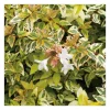 Abélia Grandiflora Kaleidoscope panaché 50/60. Le pot de 10 litres