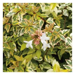 Abélia Grandiflora Kaleidoscope panaché 50/60. Le pot de 10 litres
