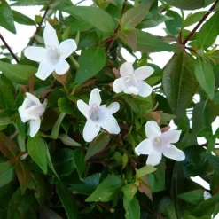 Abélia Grandiflora. Le pot de 5 litres