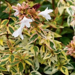 Abélia ‘Kaleidoscope’ - Le pot de 10 litres