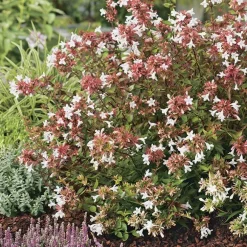 Abélia ‘Sherwood’ - Le pot de 10 litres