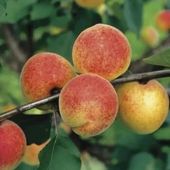 Abricotier Bergeron Bio. Le pot de 15 litres
