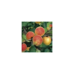 Abricotier Bergeron. Le pot de 12 litres, forme gobelet