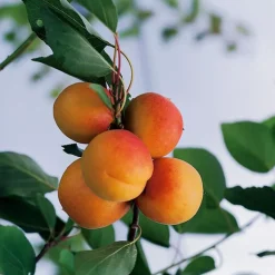 Abricotier Bulida. Le pot de 12 litres