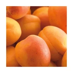 Abricotier Doucoeur® Anderheart. En racine nue, forme 1/2 tige calibre 6/8