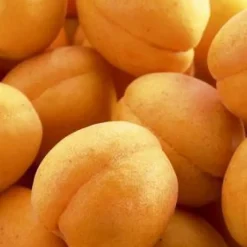 Abricotier Doucoeur® Anderheart Bio. En racine nue, forme gobelet