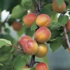 Abricotier Luizet Bio. Le pot de 12 litres