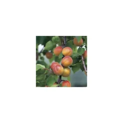 Abricotier Luizet. Le pot de 15 litres, forme 1/2 tige