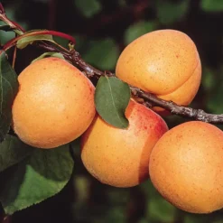 Abricotier Pêche De Nancy Bio. Le pot de 15 litres
