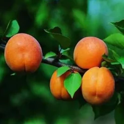 Abricotier Peche De Nancy Lr. Le pot de 15 litres forme 1/2 tige