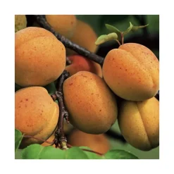 Abricotier Polonais. En racine nue, forme 1/2 tige calibre 8/10