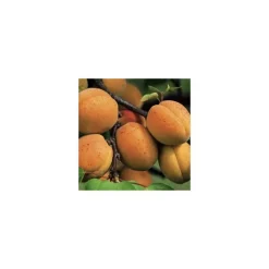 Abricotier Polonais. En racine nue, forme gobelet