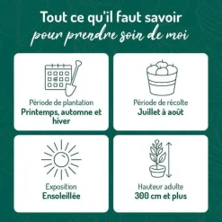 Abricotier Polonais. Le pot de 12 litres, forme gobelet