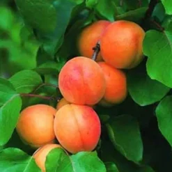 Abricotier Rouge De Roussillon Bio. Le pot de 12 litres, forme gobelet