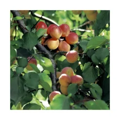 Abricotier Rouge Du Roussillon. En racine nue, forme gobelet