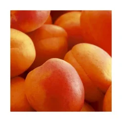 Abricotier Rouge Tardif Delbard ®Delmast. Le pot de 15 litres, forme 1/2 tige