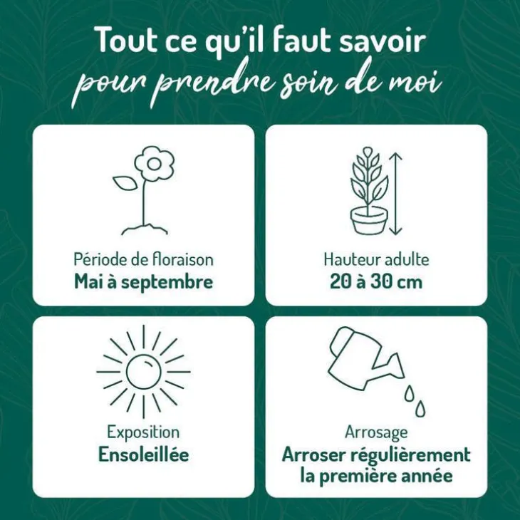 Achillée naine jaune - Le pot de 9 x 9 cm