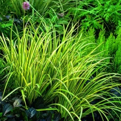 Acore à feuille de graminée Ogon vert botanic®. Le pot de 1 litre