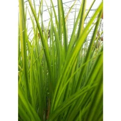 Acorus gramineus ohgon 3 L