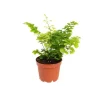 Adiantum ou Capillaire pot Ø6 cm