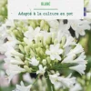 Agapanthe botanic® coloris blanc - 1 bulbe