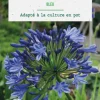 Agapanthe botanic® coloris bleu - 1 bulbe