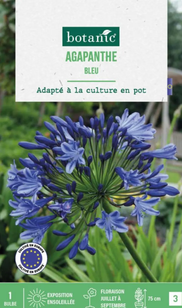 Agapanthe botanic® coloris bleu - 1 bulbe