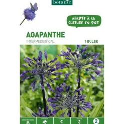 Agapanthe Intermedius - Violet - 1 bulbe