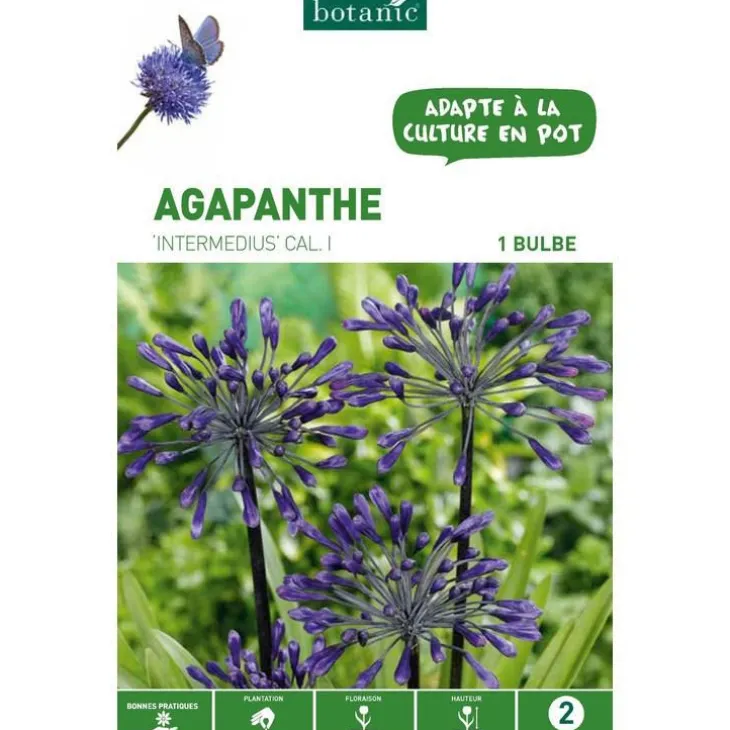 Agapanthe Intermedius - Violet - 1 bulbe