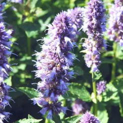 Agastache - Le pot de 2 litres