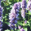 Agastache - Le pot de 3 litres