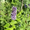 Agastache.. Le pot de 2 litres