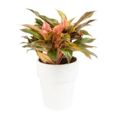 Aglaonema pot Ø18xH45 cm