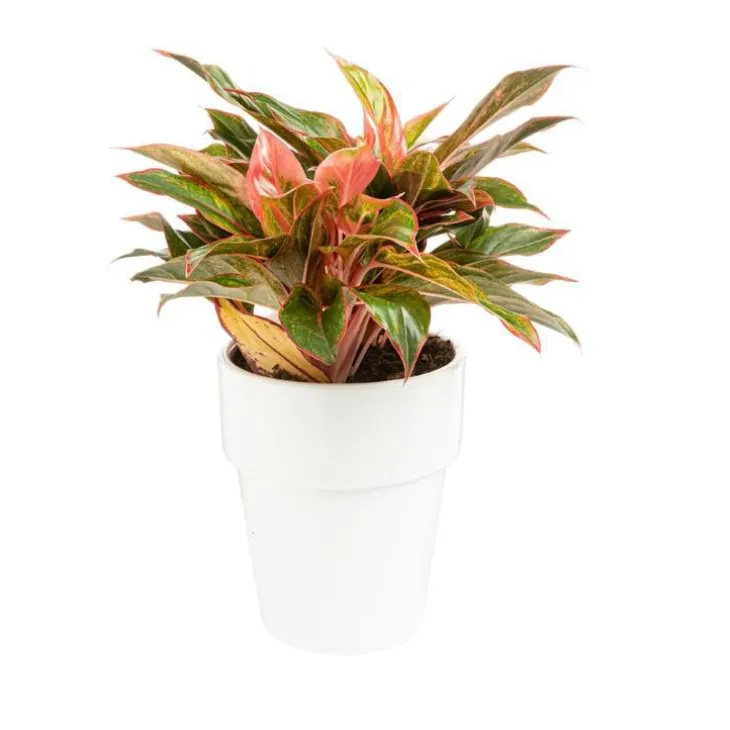 Aglaonema pot Ø18xH45 cm