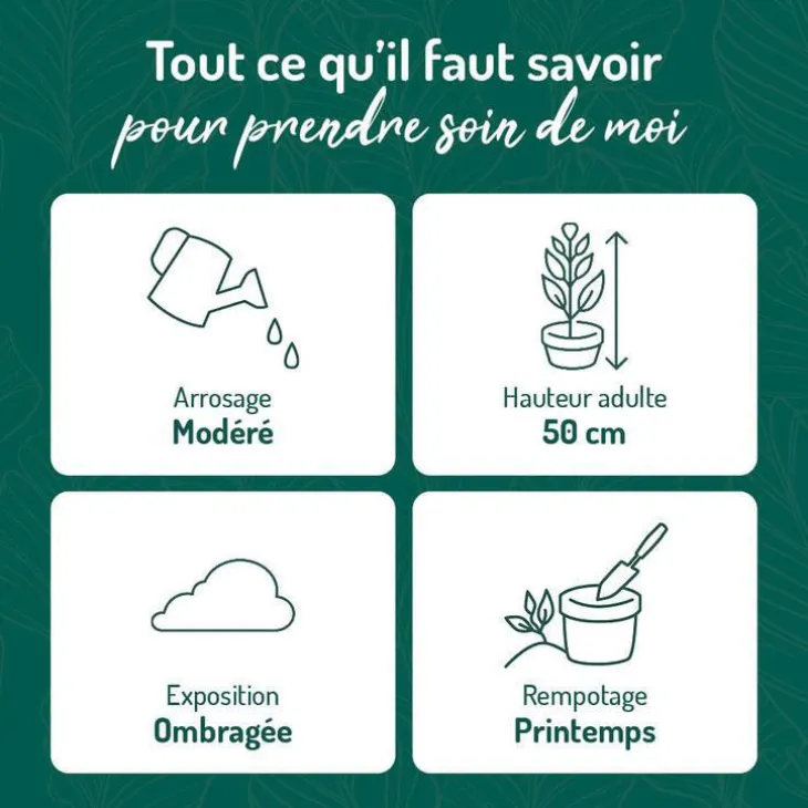 Aglaonema pot Ø18xH45 cm